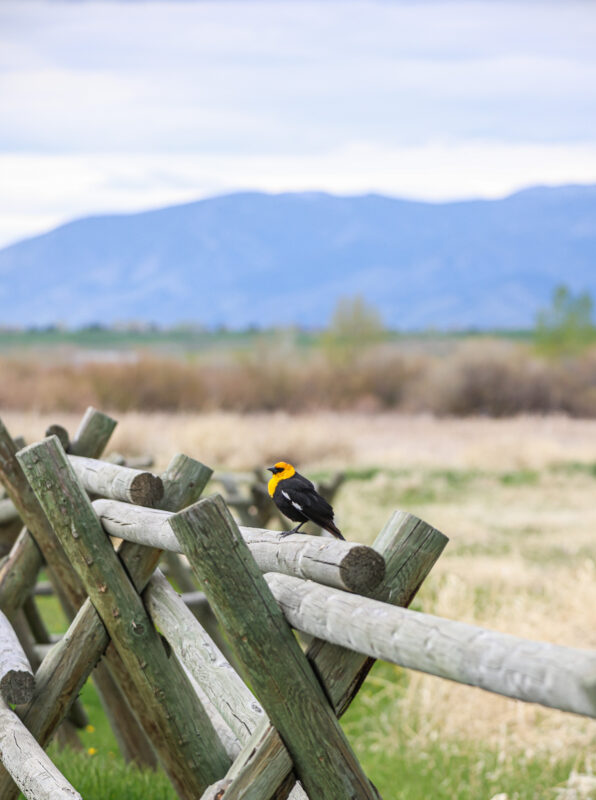 Fence Installation & Repair